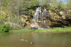 A family of Canadian geese in front of the Bon Ami mine waterfall