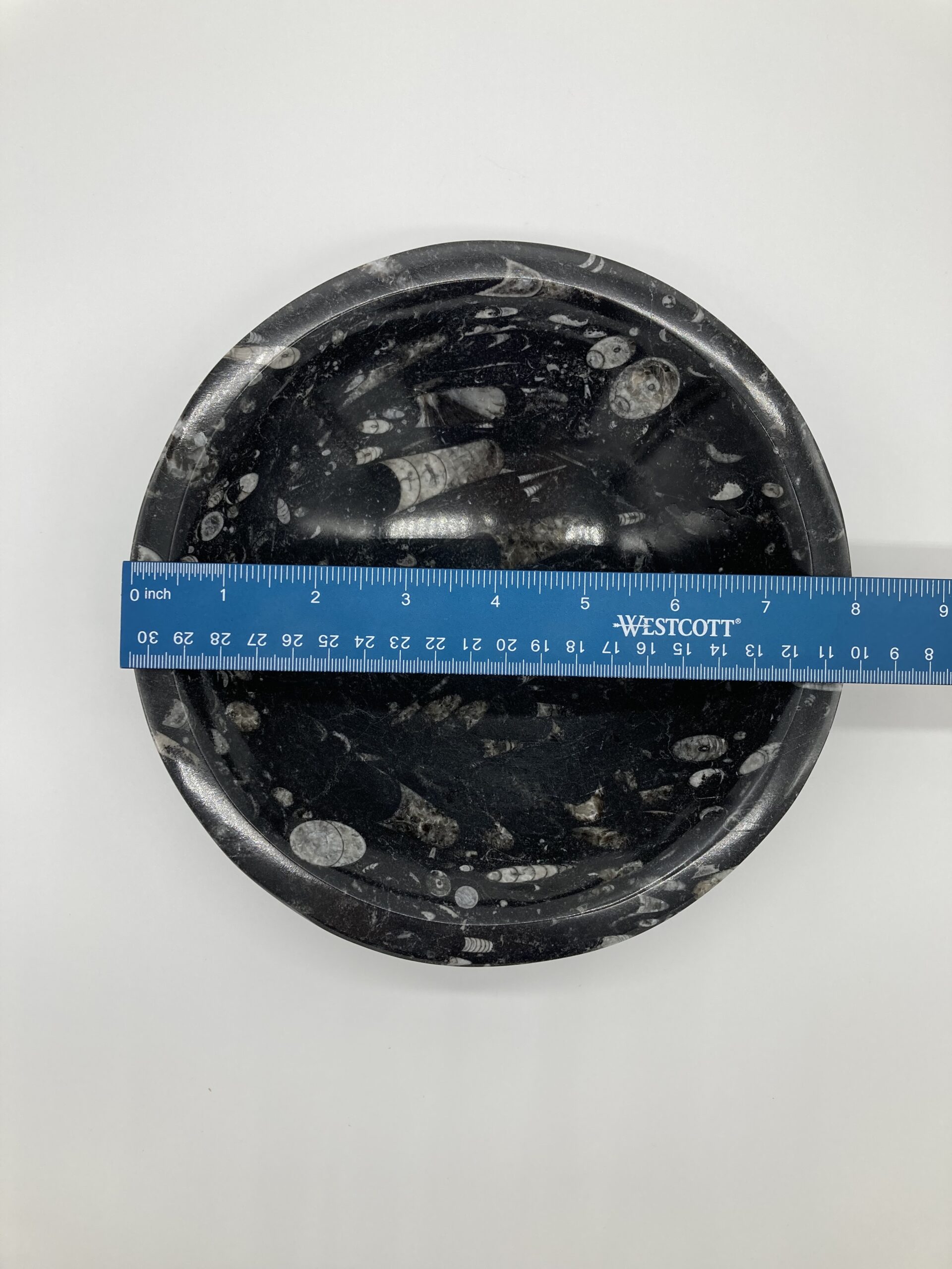 Orthoceras bowl with ruler