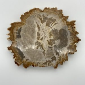 Petrified Wood slice