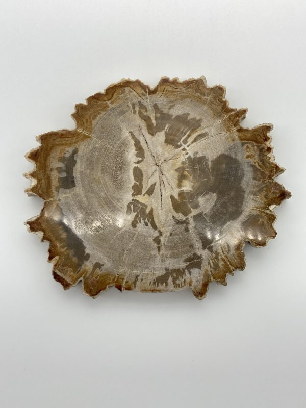 Petrified Wood slice