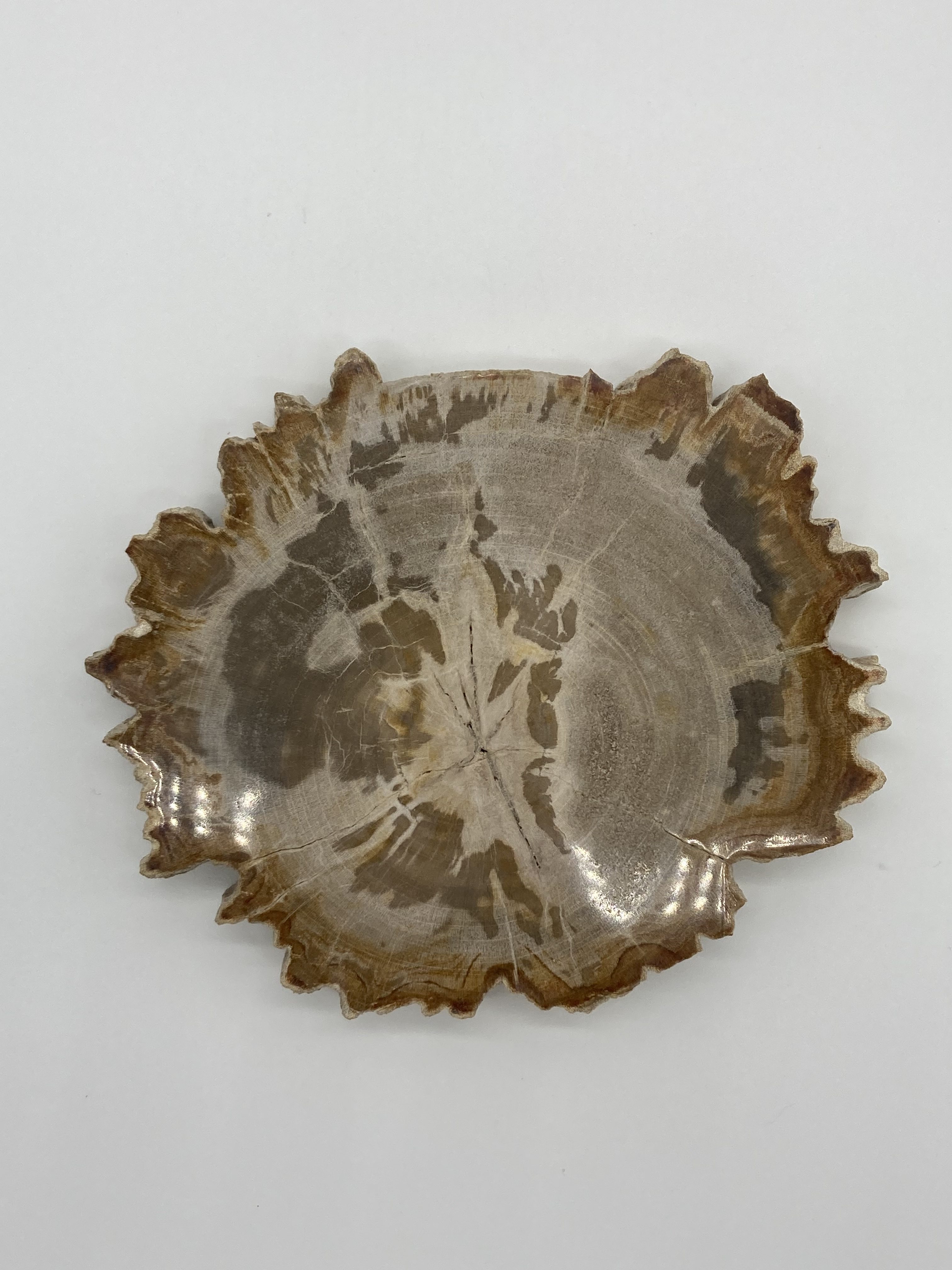 petrified wood slice