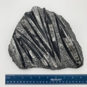 Orthoceras fossil rock front