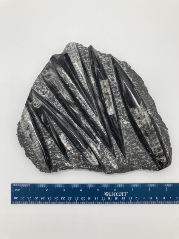 Orthoceras fossil rock front