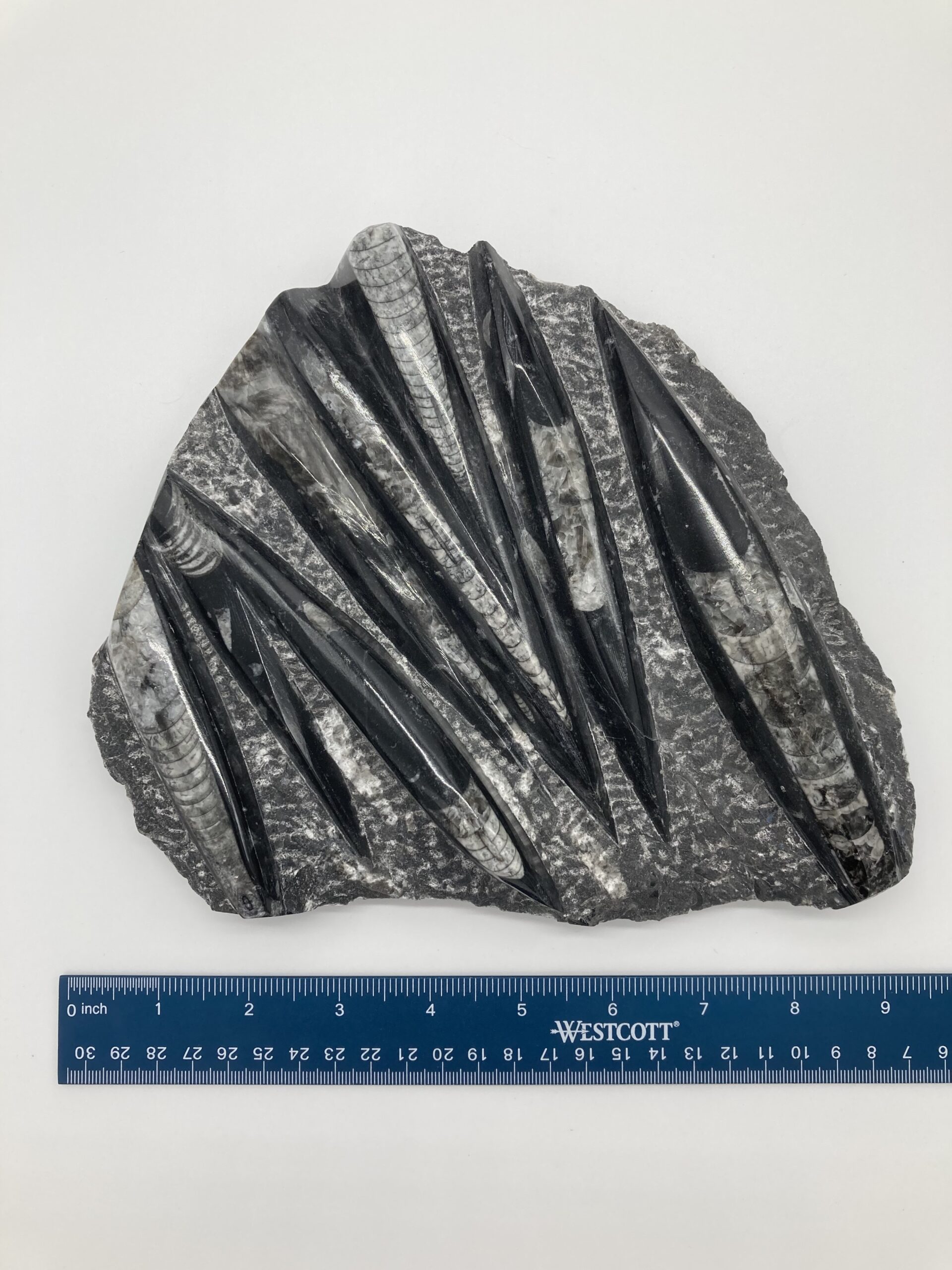 Orthoceras fossil rock front