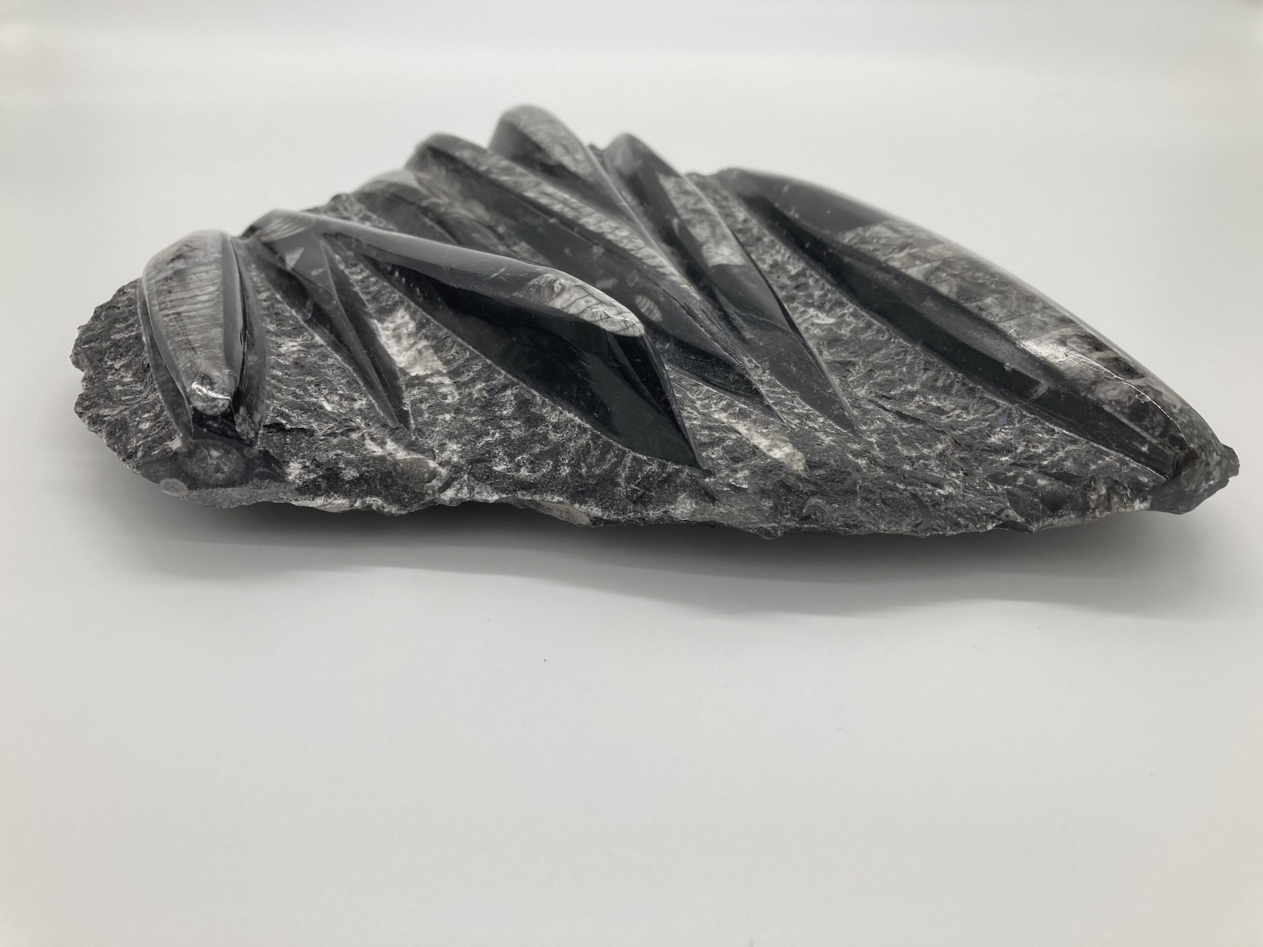 Orthoceras fossil rock side