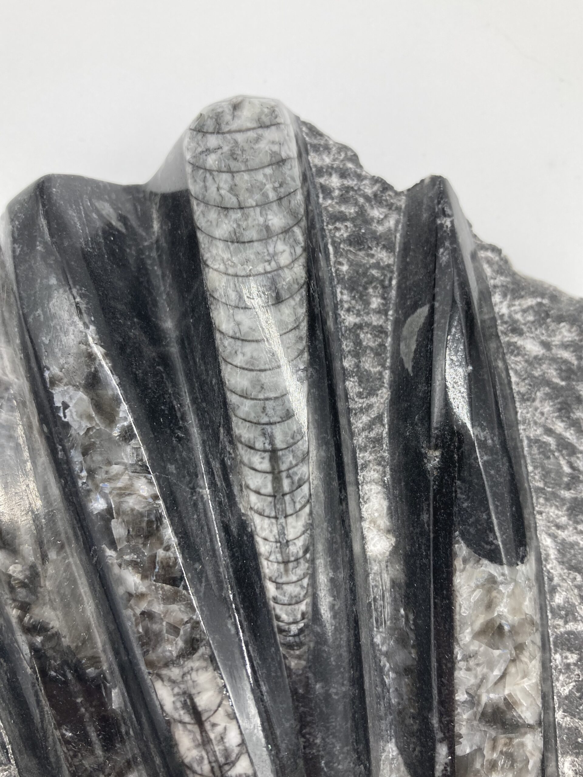 Orthoceras fossil rock closeup